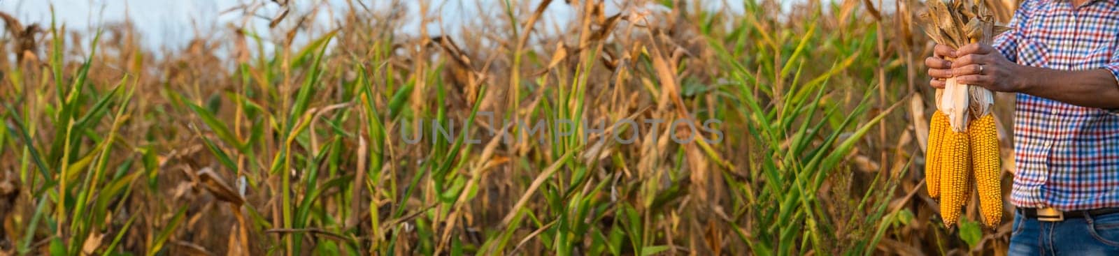 Corn harvest in the hands of a farmer. Selective focus. by yanadjana