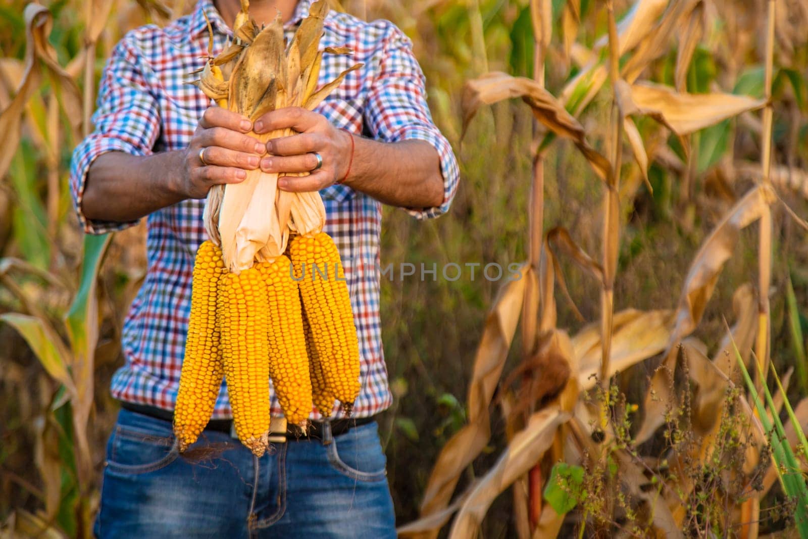 Corn harvest in the hands of a farmer. Selective focus. by yanadjana