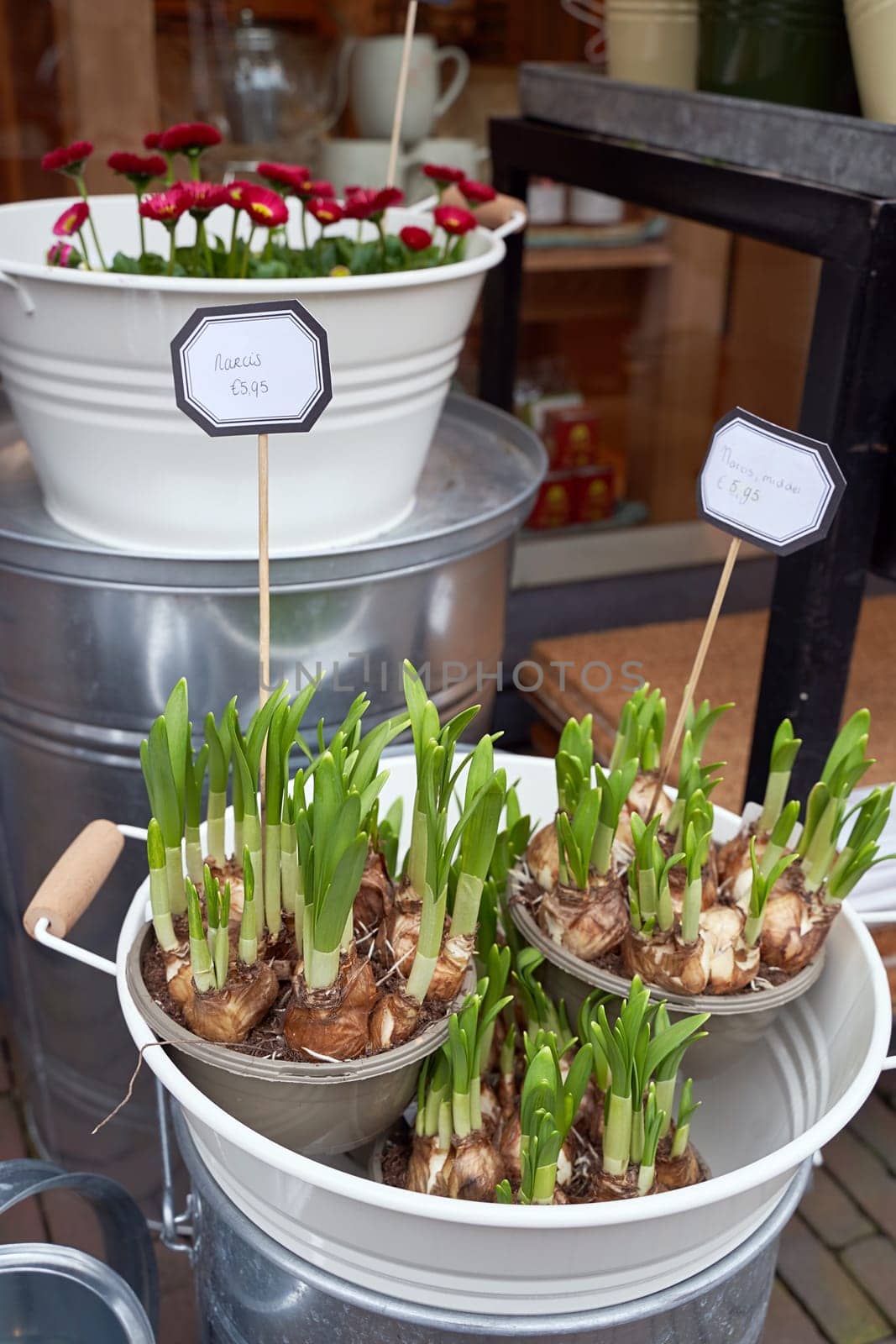 Narcissus aka daffodil shoots or seedlings for sale in a flower shop by berezko