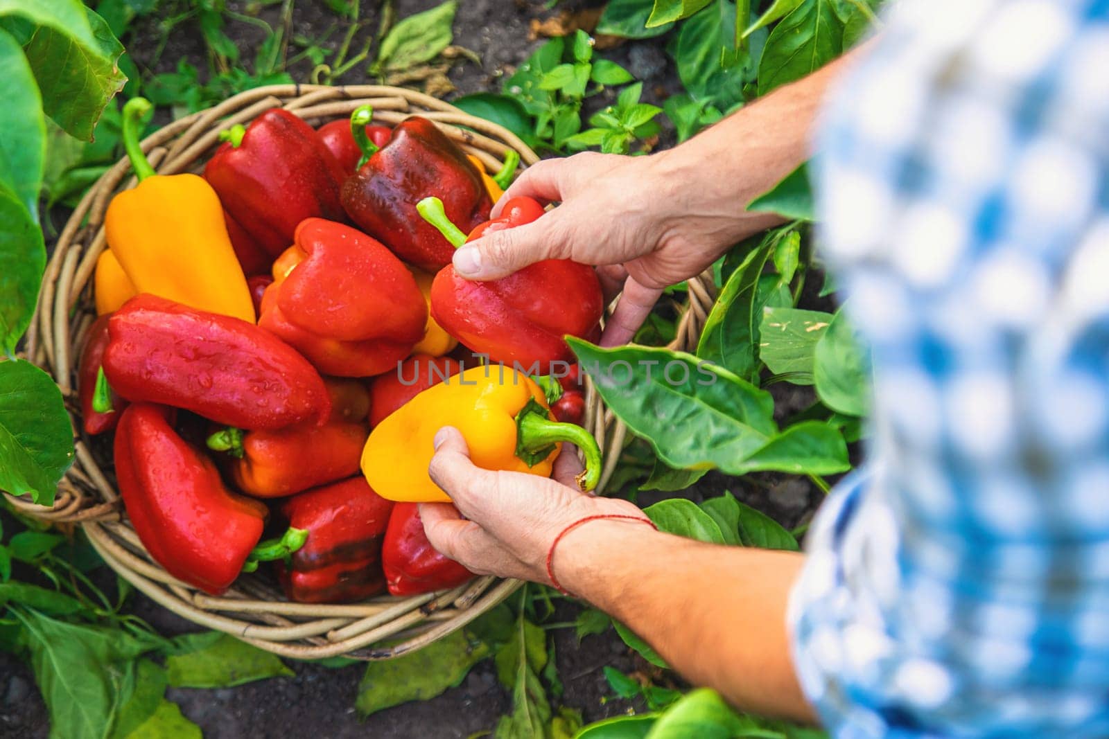 Sweet pepper harvest in the garden in the hands of a farmer. Selective focus. by yanadjana