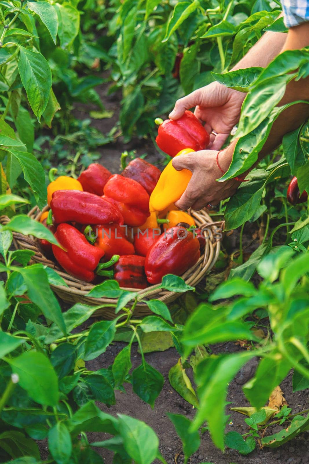 Sweet pepper harvest in the garden in the hands of a farmer. Selective focus. by yanadjana