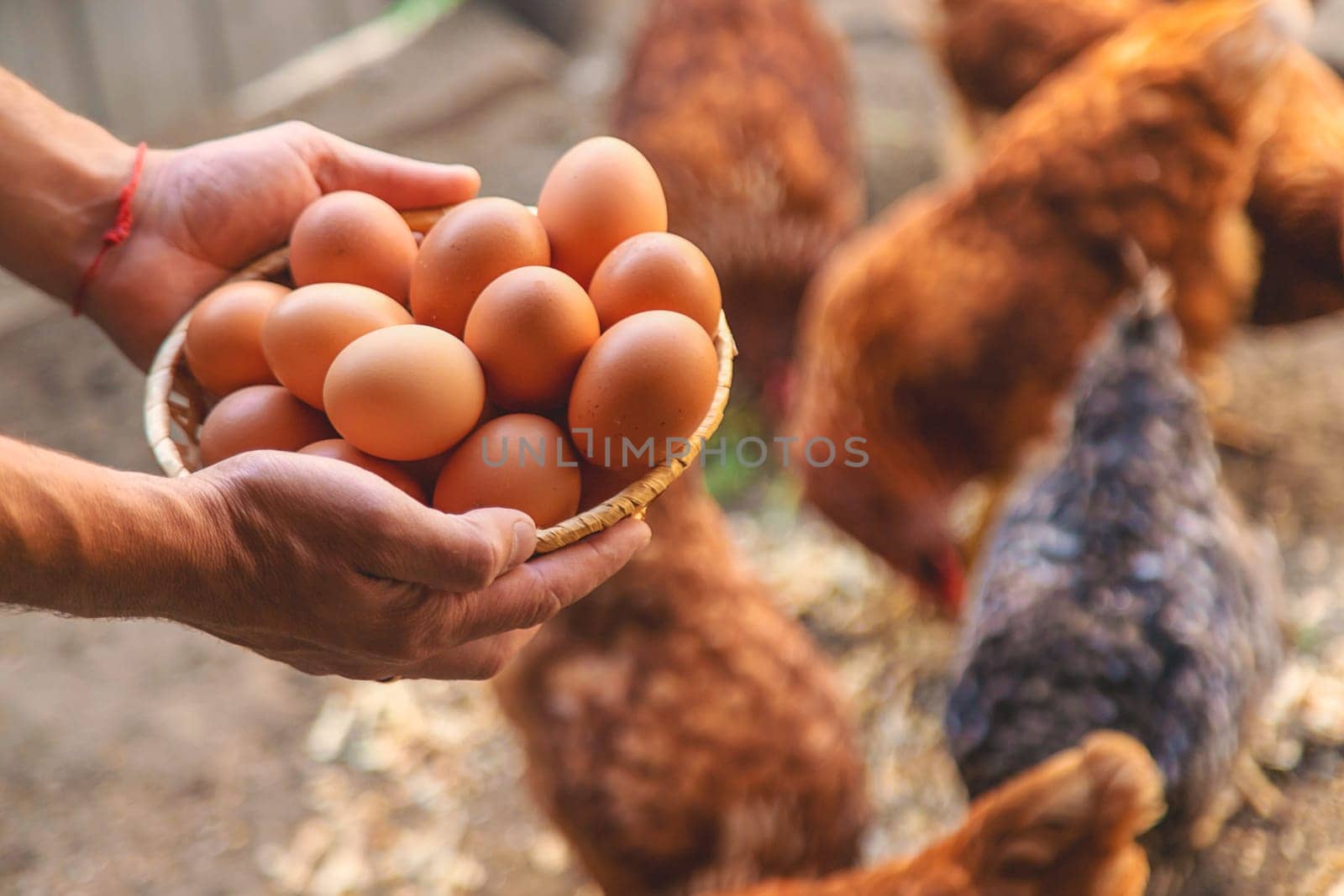 Homemade chicken eggs are held by a farmer in his hands. Selective focus. food.
