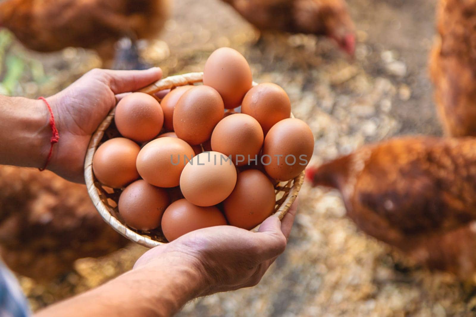 Homemade chicken eggs are held by a farmer in his hands. Selective focus. food.