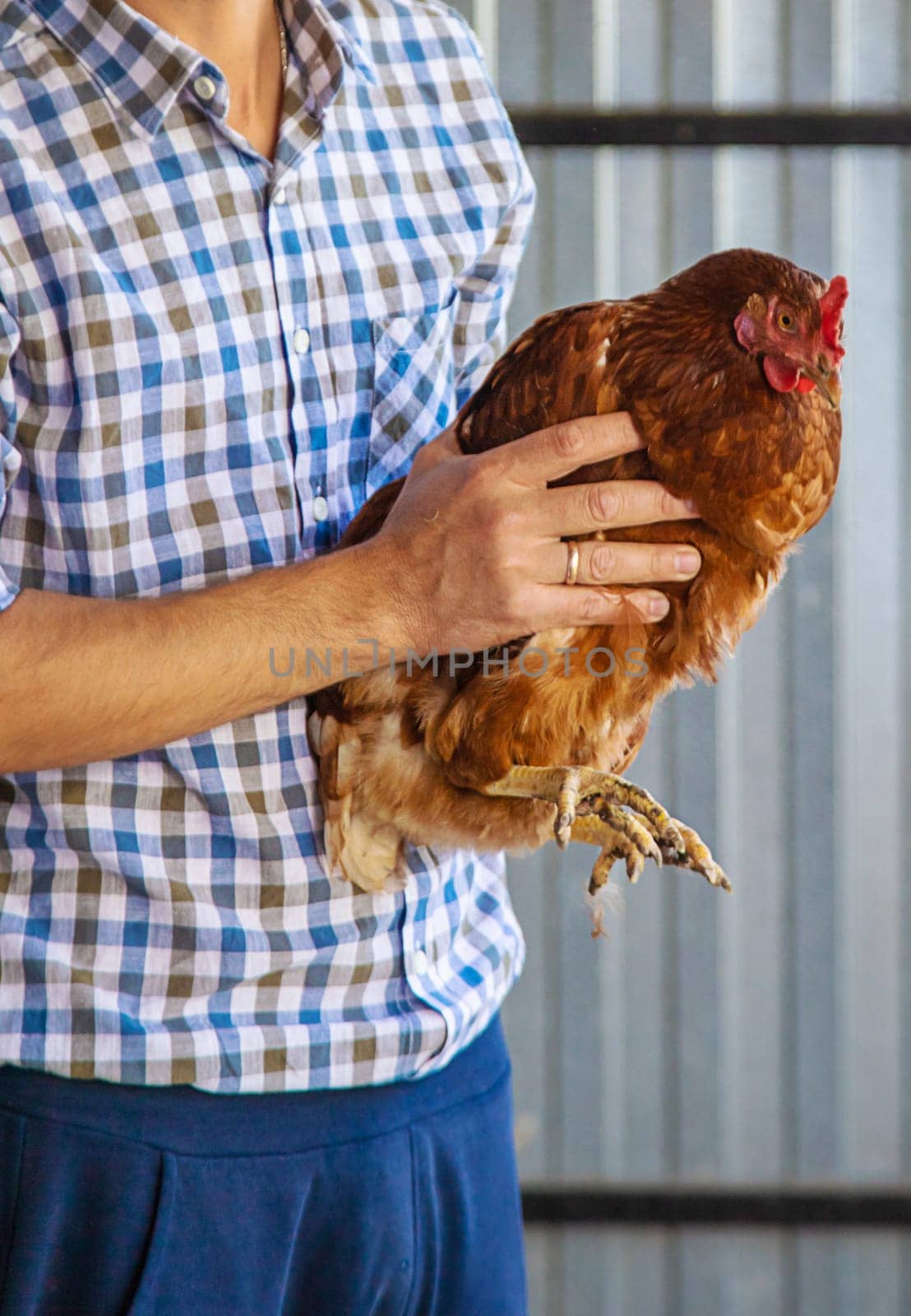 The farmer holds a chicken in his hands. Selective focus. animal.