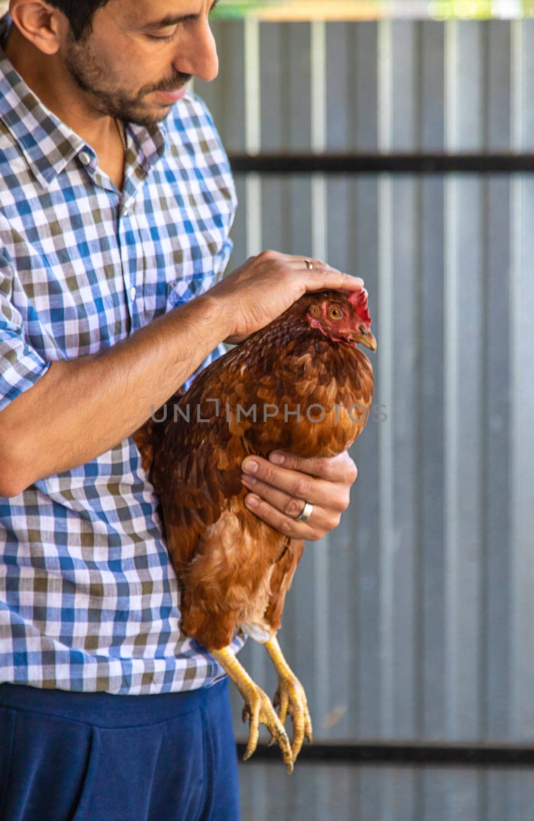 The farmer holds a chicken in his hands. Selective focus. animal.