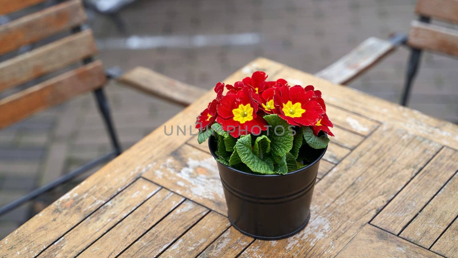 Beautiful primula vulgaris red potted flower on an outdoor cafe table by berezko