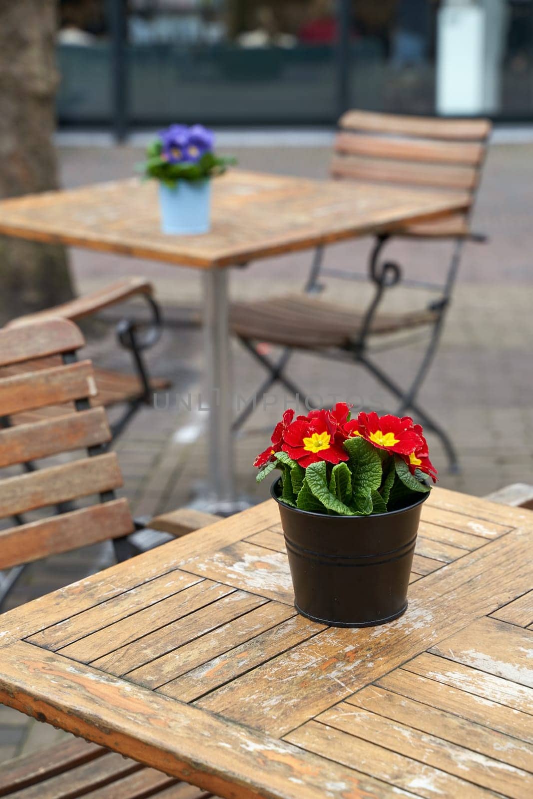 Beautiful primula vulgaris red potted flower on an outdoor cafe table by berezko