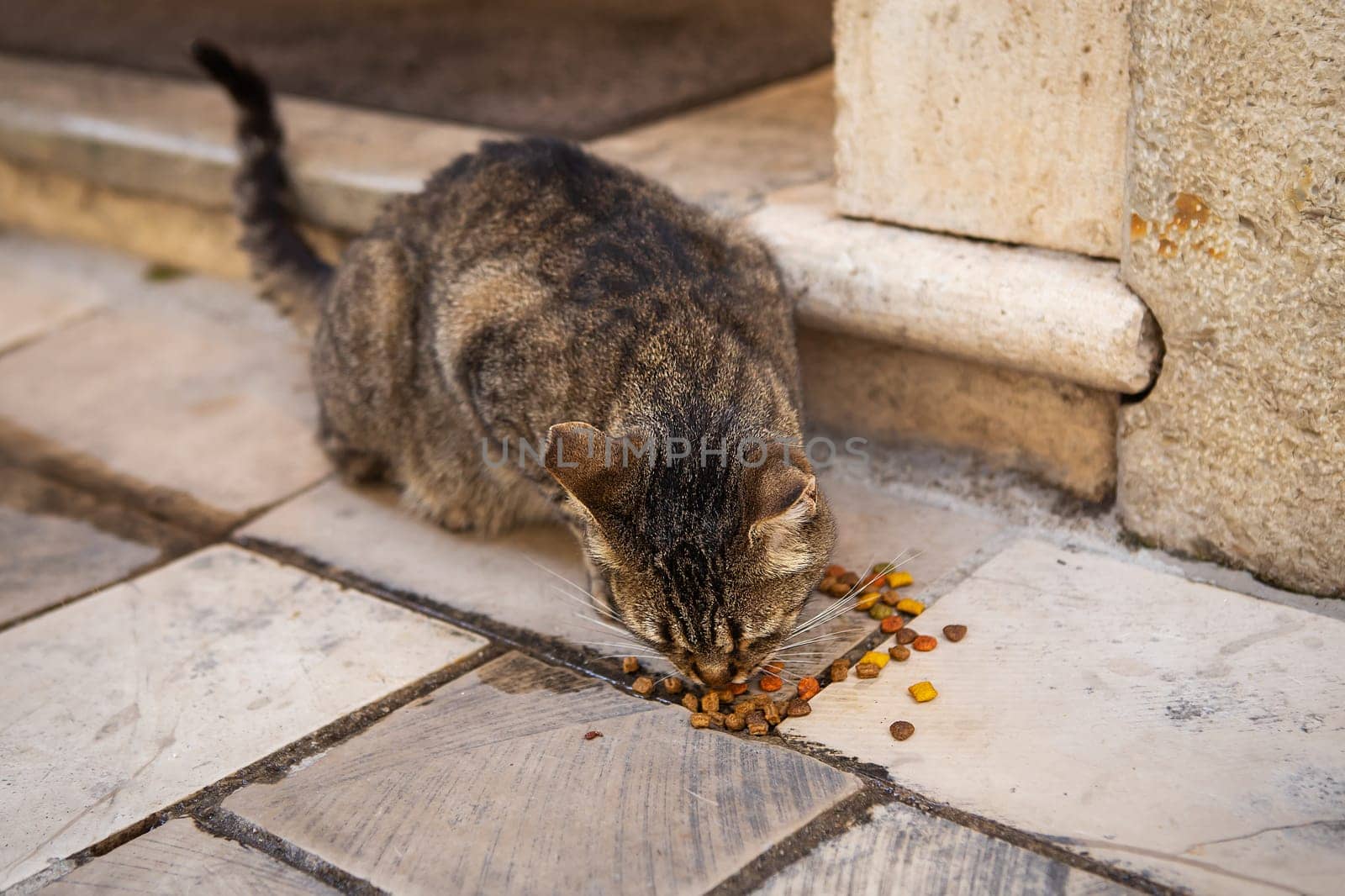 Street multicolored cat eats cat food on the streets of the old city