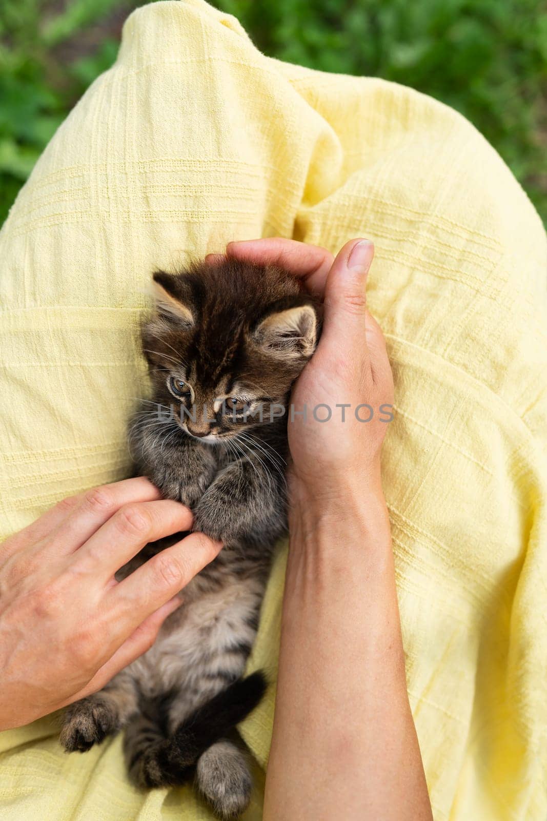 A small fluffy cat plays with its owner with a small cord in the girl s arms. View from above