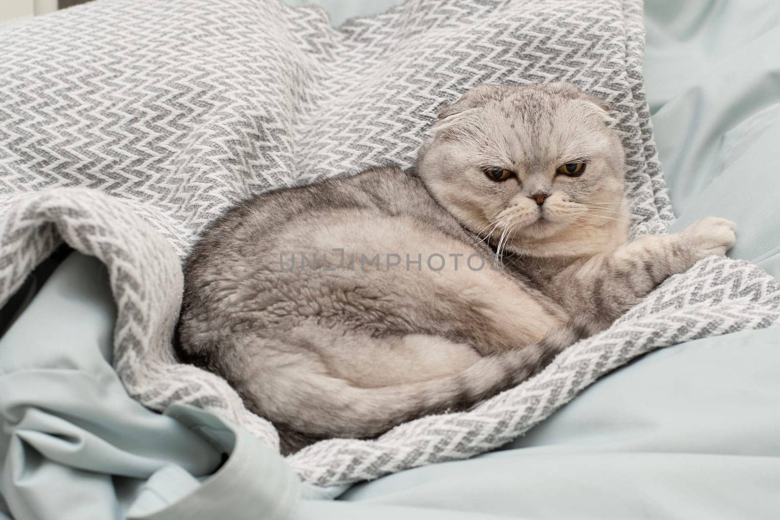 Pets. A beautiful, important gray cat of the Scottish Fold breed lies on a blanket in a home interior. Close-up.