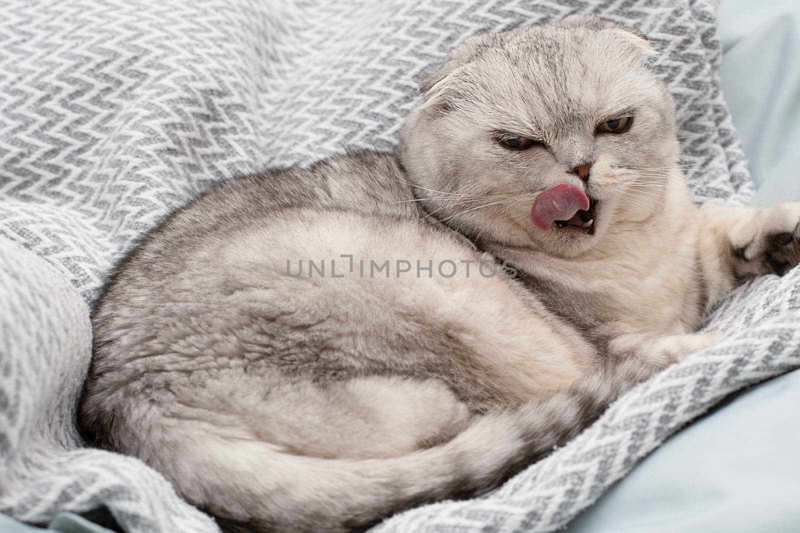 Pets. A beautiful funny and important gray cat of the Scottish Fold breed lies on a blanket, funnyly sticks out his tongue and yawns in a home interior. Close-up.