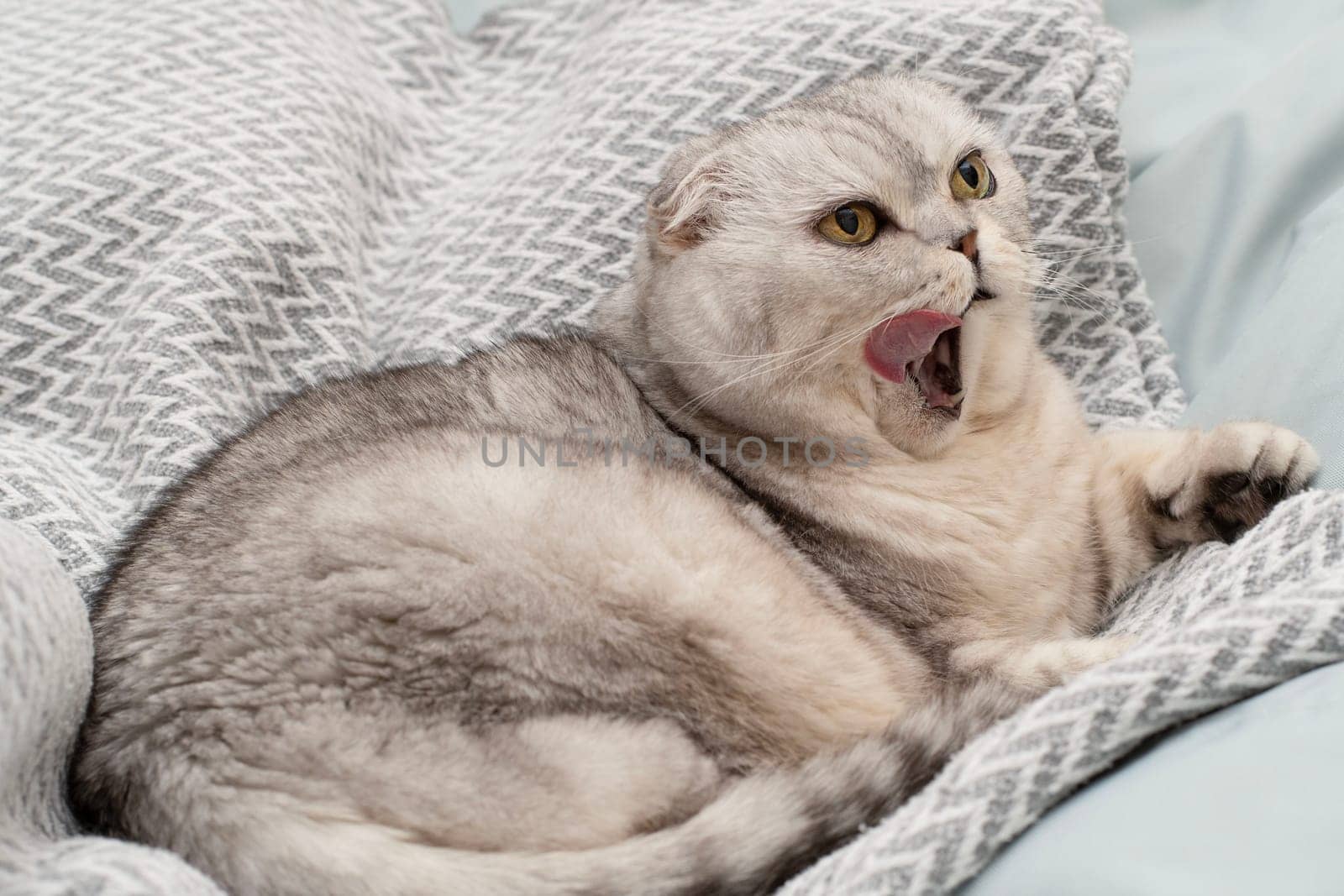 Pets. A beautiful funny and important gray cat of the Scottish Fold breed lies on a blanket, funnyly sticks out his tongue and yawns in a home interior. Close-up.