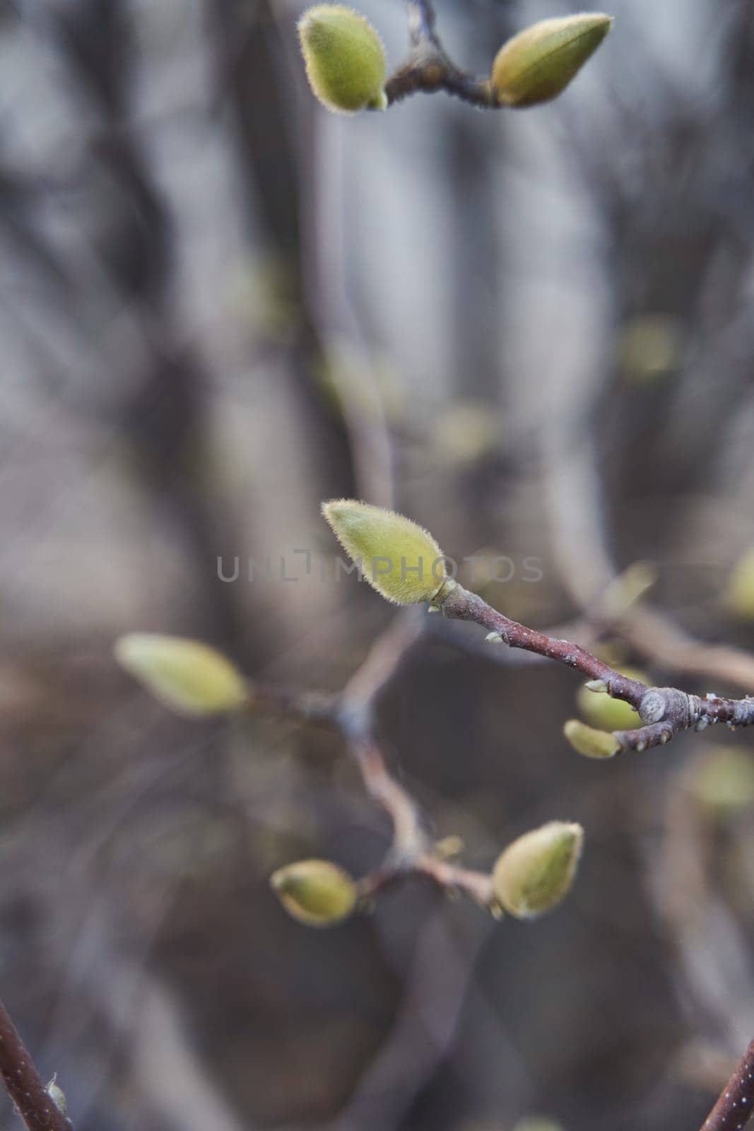 Closeup of a plant twig with buds sprouting from it by driver-s