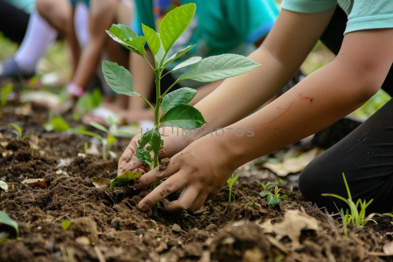 Hands carefully planting a sapling in fertile soil, symbolizing growth, renewal, and the importance of environmental stewardship.
