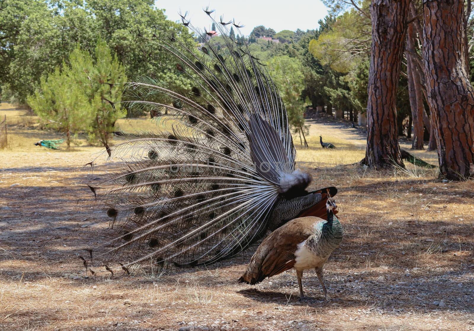 A male peacock dances a courtship dance in front of a female peacock in the park. by Nataliya