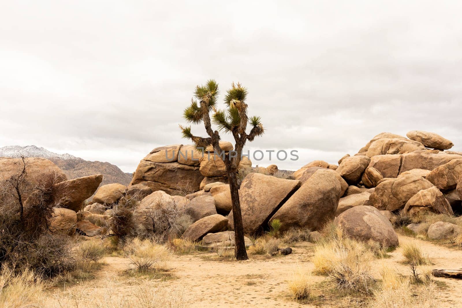 Joshua Tree National Park. National Park In California. Desert Ecosystems The Mojave And The Colorado, Usa. Rock Formation. Gray Sky. Horizontal. Spring time. Yucca Brevifolia by netatsi