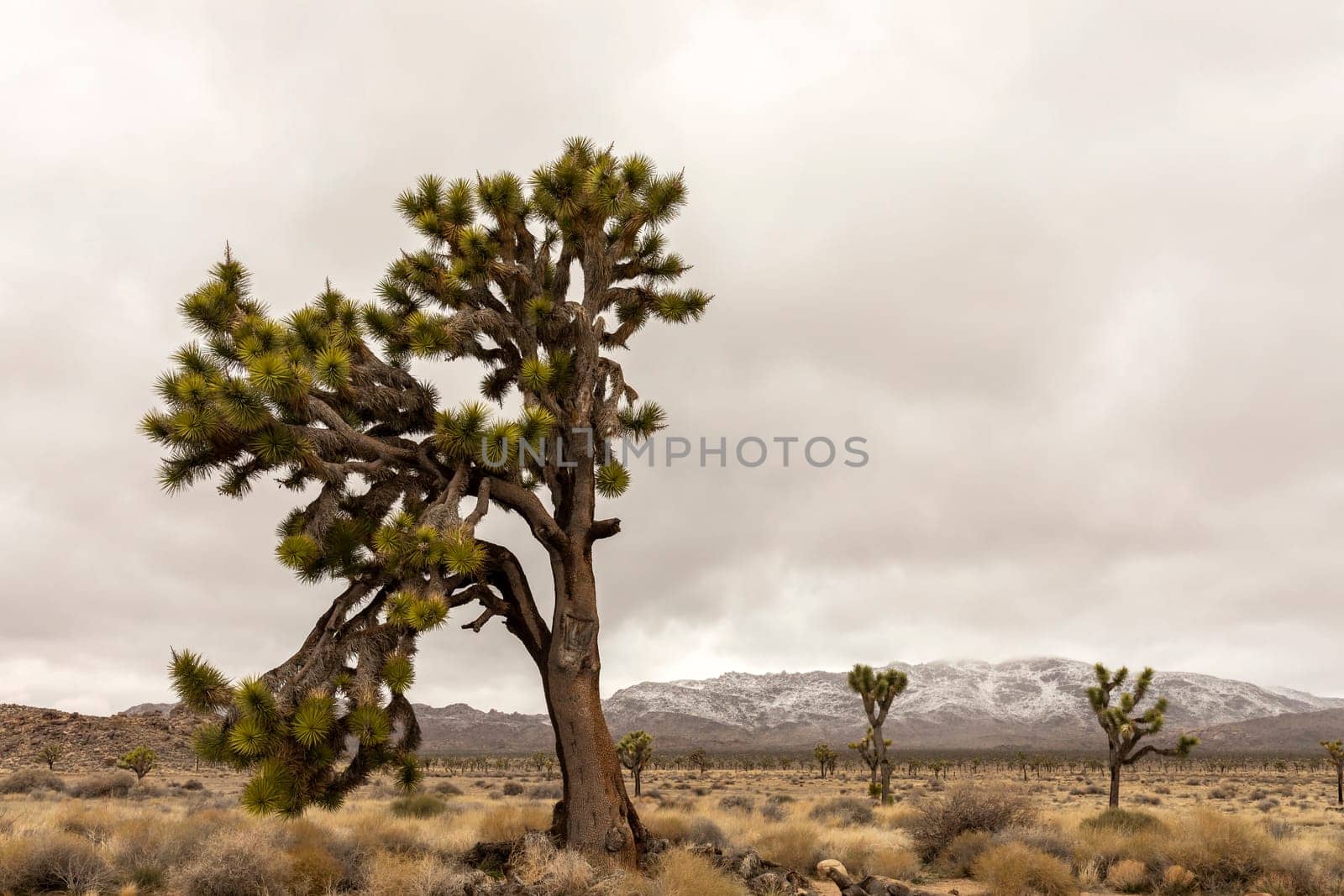Yucca Brevifolia Plant in Joshua Tree National Park In California. Desert Ecosystems The Mojave And The Colorado Usa. Rock Formation. Gray Sky. Horizontal. Spring Thunderstorm. Mountains on Background by netatsi