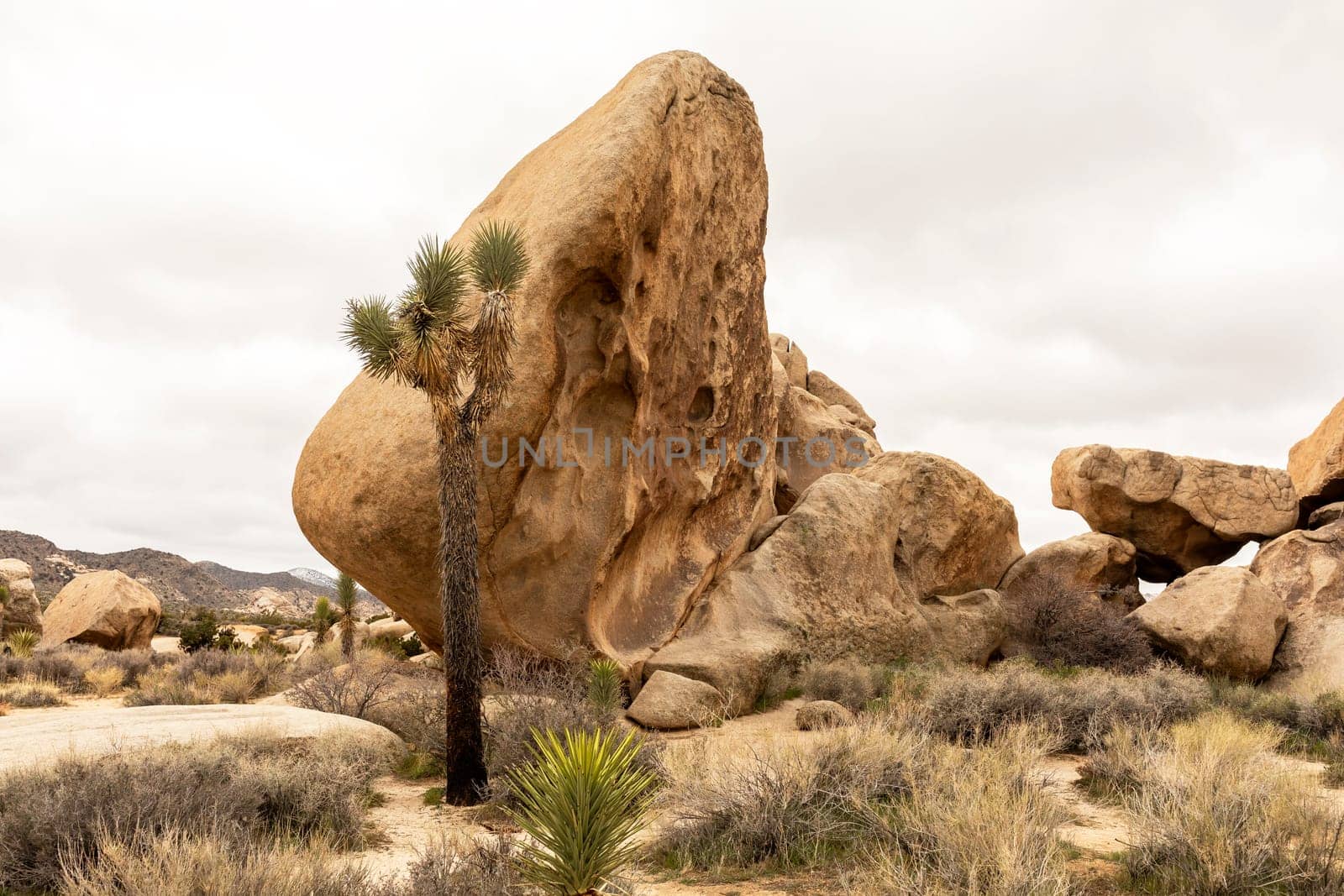 Big Rocks in Joshua Tree National Park. National Park In California. Desert Ecosystems The Mojave And The Colorado, Usa. Rock Formation. Gray Sky. Horizontal. Spring time. Yucca Brevifolia by netatsi