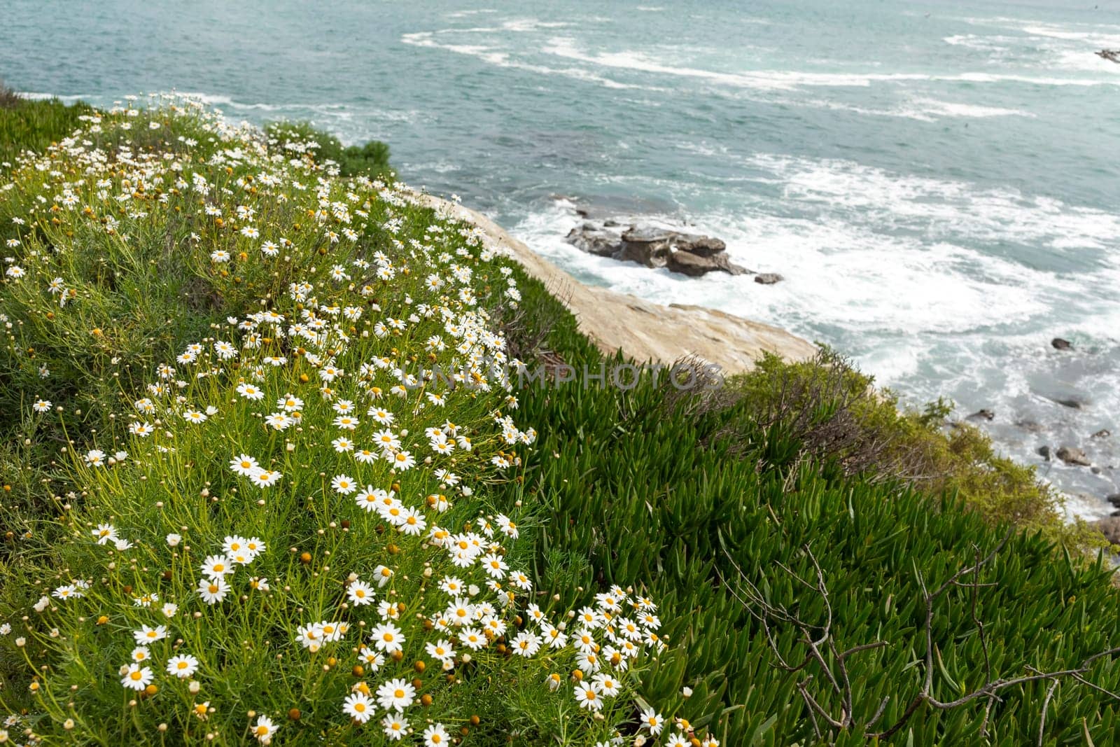 Coronado Beach. Sea or Ocean Waves along Green Grass with White Blooming Mayweed Flowers on Pacific coast line in San Diego, USA, California. Wallpaper, Scenic Backdrop. Horizontal by netatsi