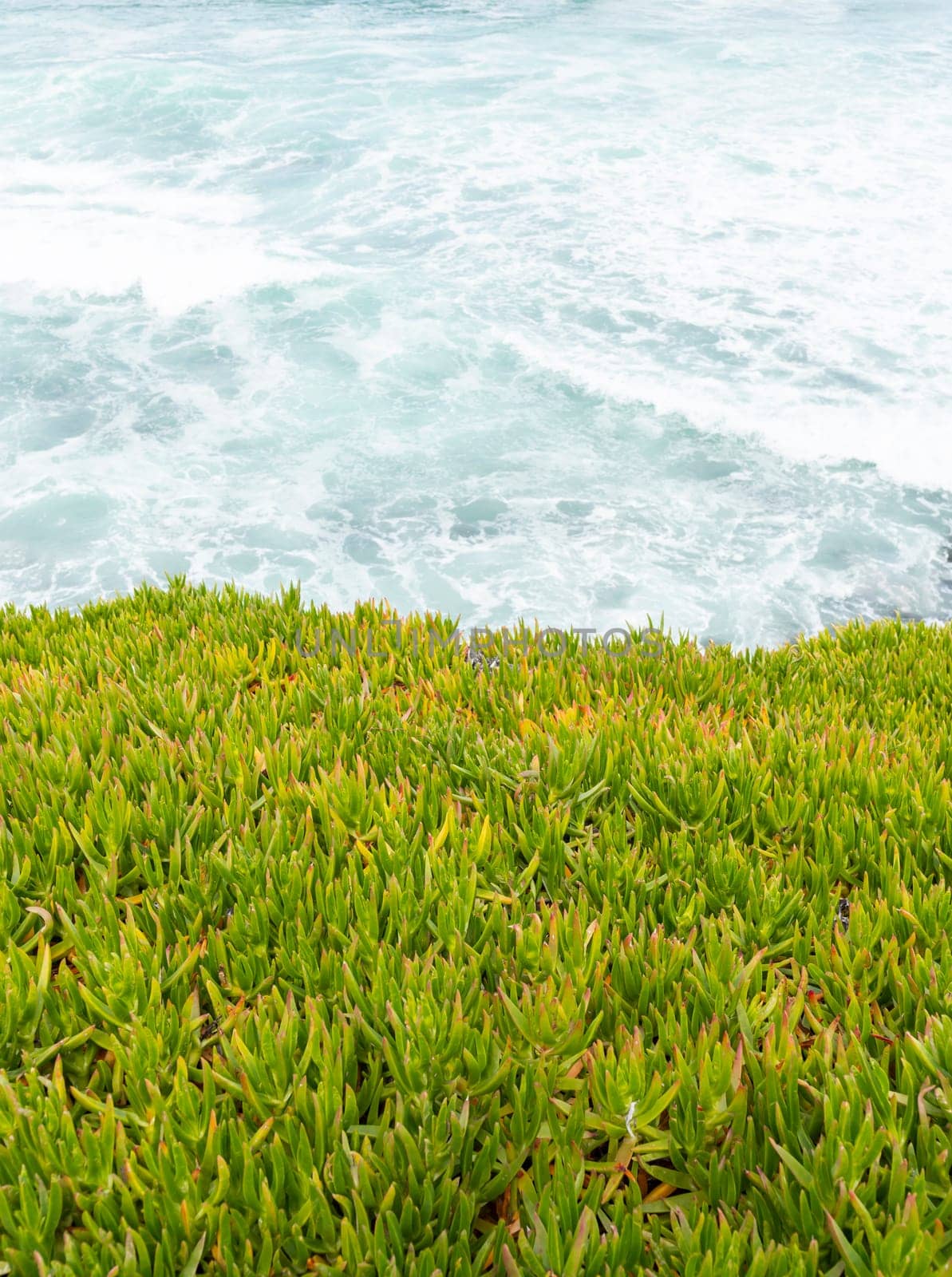 Coronado Beach. Sea or Ocean Waves along Green Grass, Plant on Pacific coast line in San Diego, USA, California. Wallpaper, Scenic Backdrop. Vertical by netatsi