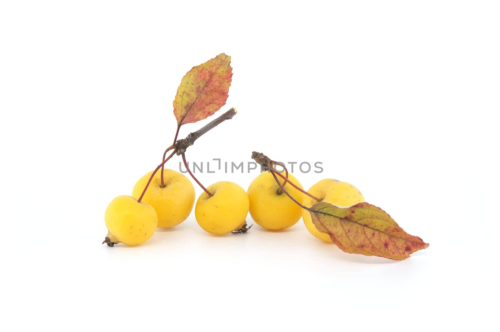 Crab apple or European wild apple isolated on white background. Wild apples are at risk of extinction