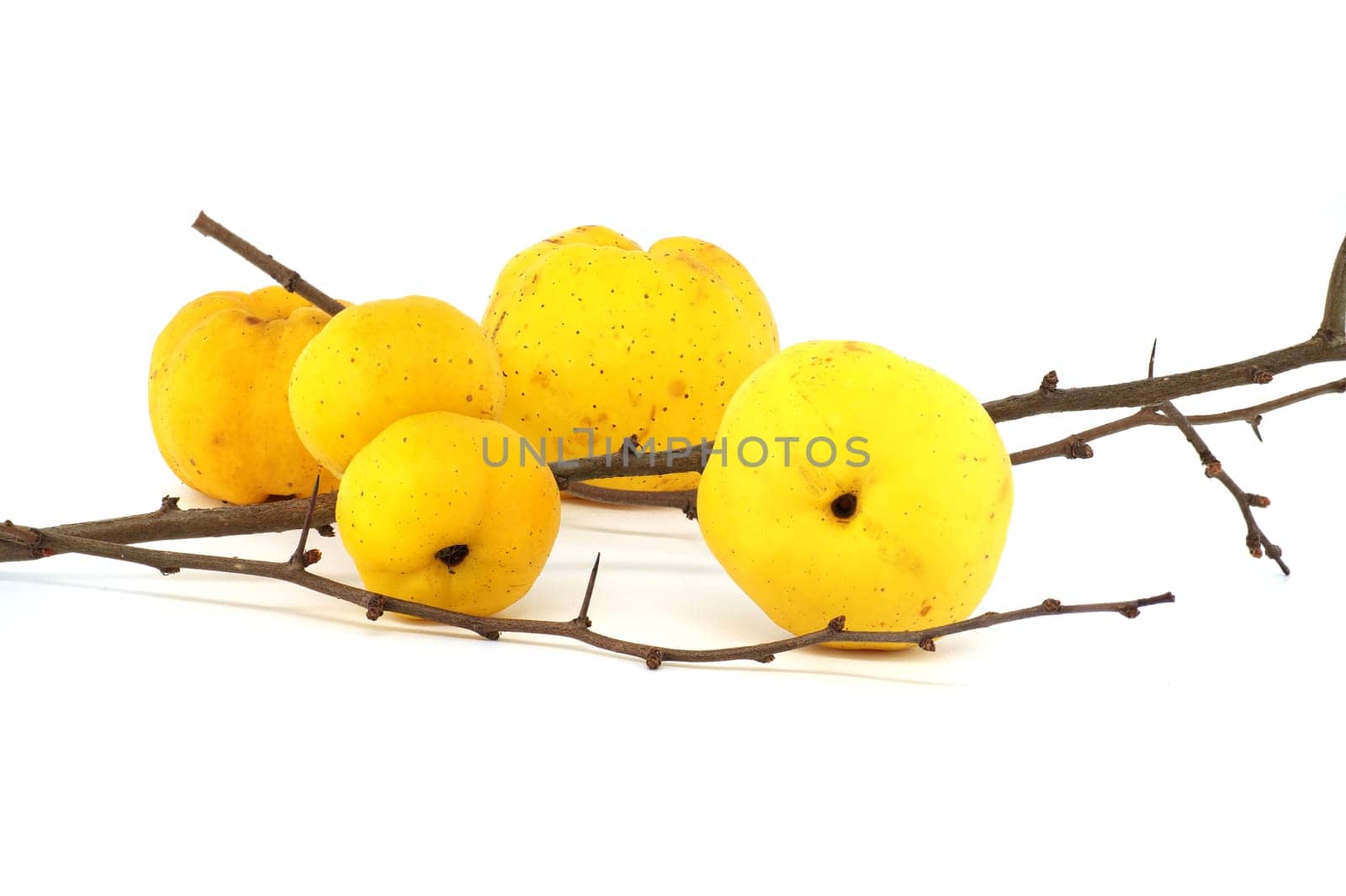 Golden-yellow quince fruits on leafless thorny branch by NetPix