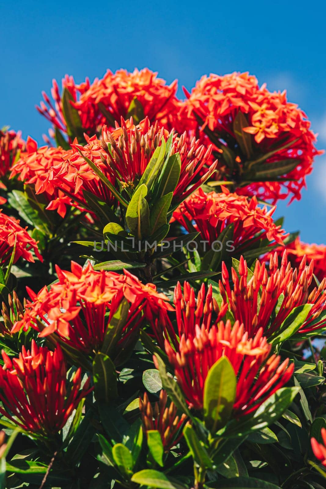 Pohutukawa Delonix regia fiery tree bright red flowers legume family subfamily Caesalpinia blossom blooming against blue sky Vietnam summer day time.