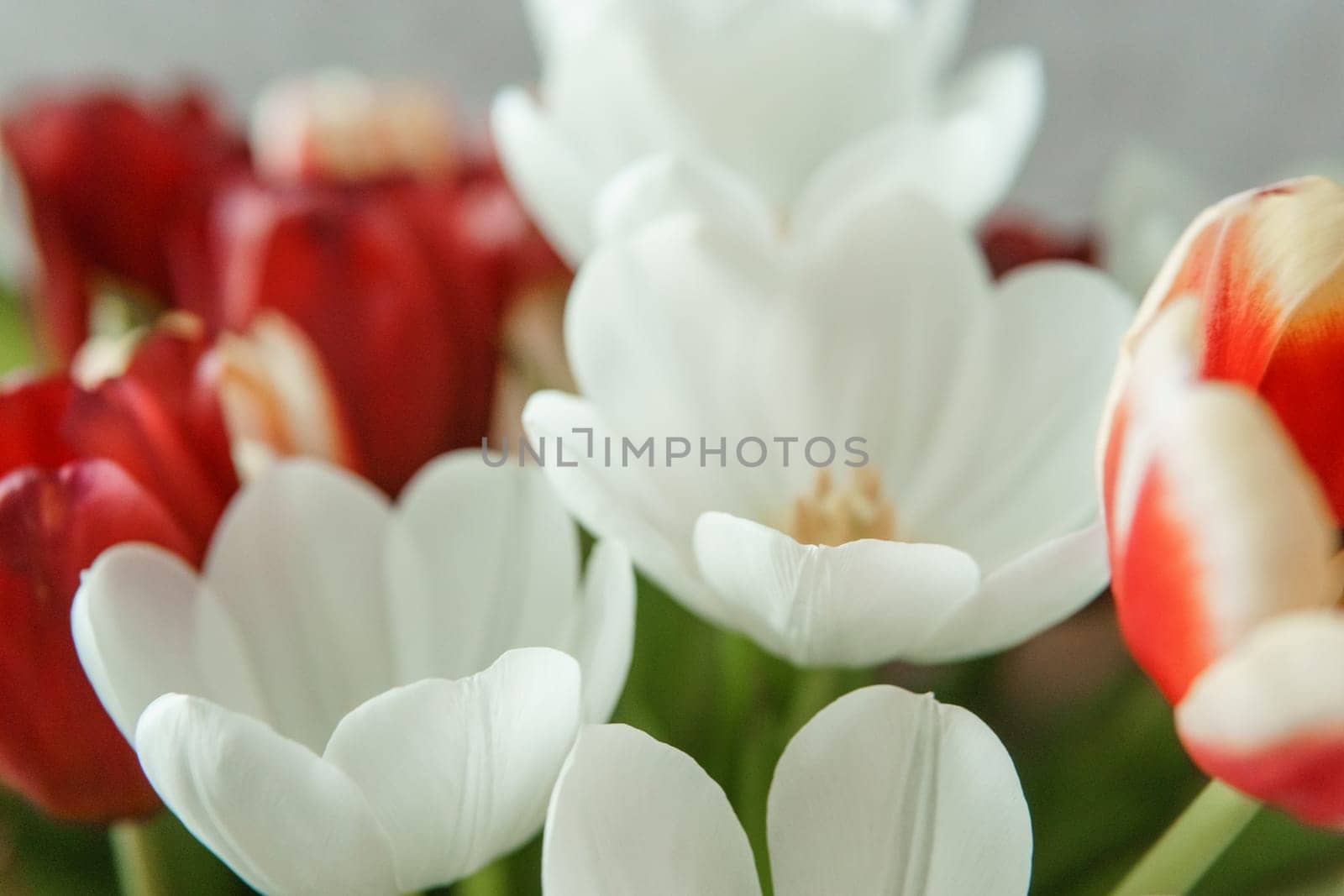 Spring Inspiration: Tulip Bouquet in Honor of International Women's Day by Annu1tochka