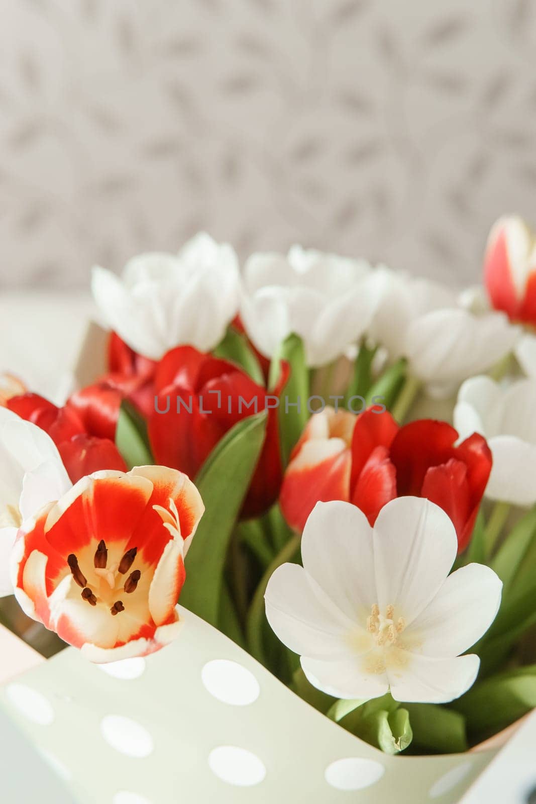 Celebration of Beauty: Tulips in Close-up as a Gift for March 8th