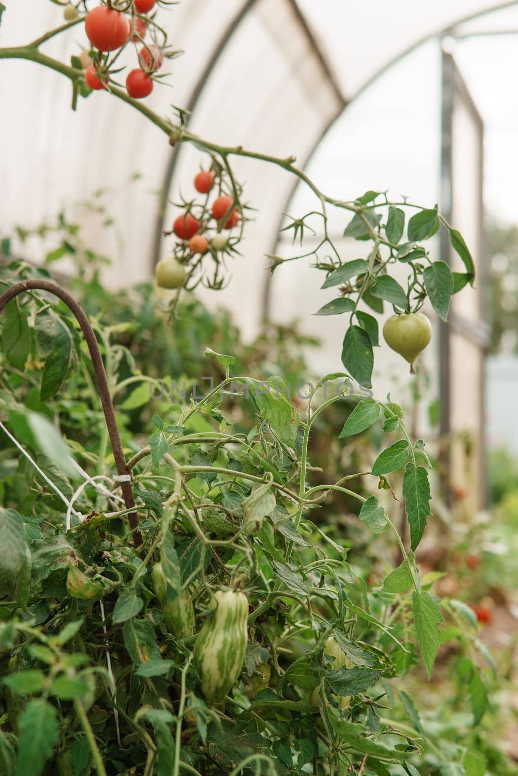 Tomatoes are hanging on a branch in the greenhouse. The concept of gardening and life in the country. A large greenhouse for growing homemade tomatoes