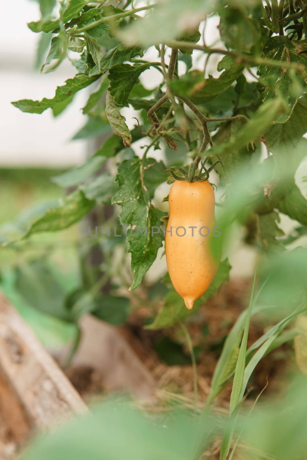 Tomatoes are hanging on a branch in the greenhouse. The concept of gardening and life in the country.