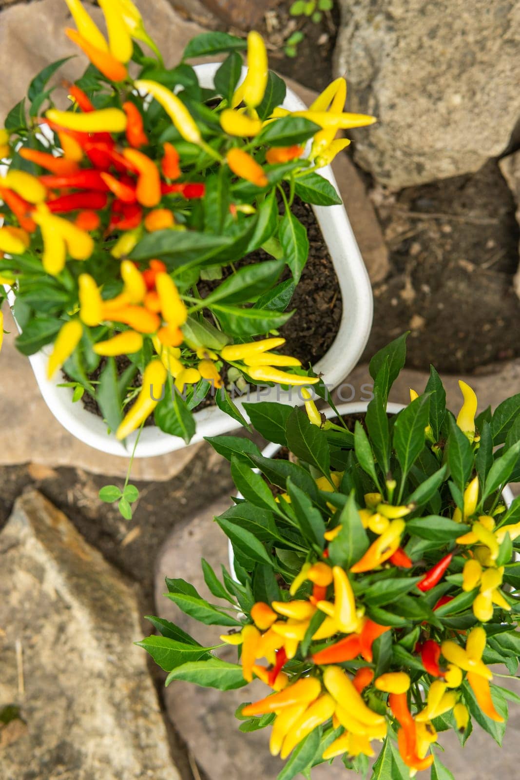 Growing pepper in a pot in the yard of a country house. Gardening and country life