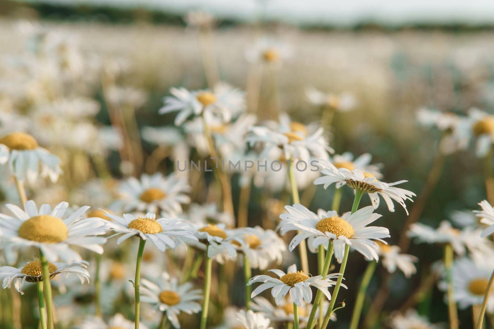 Chamomile flowers in close-up. A large field of flowering daisies. The concept of agriculture and the cultivation of useful medicinal herbs. by Annu1tochka