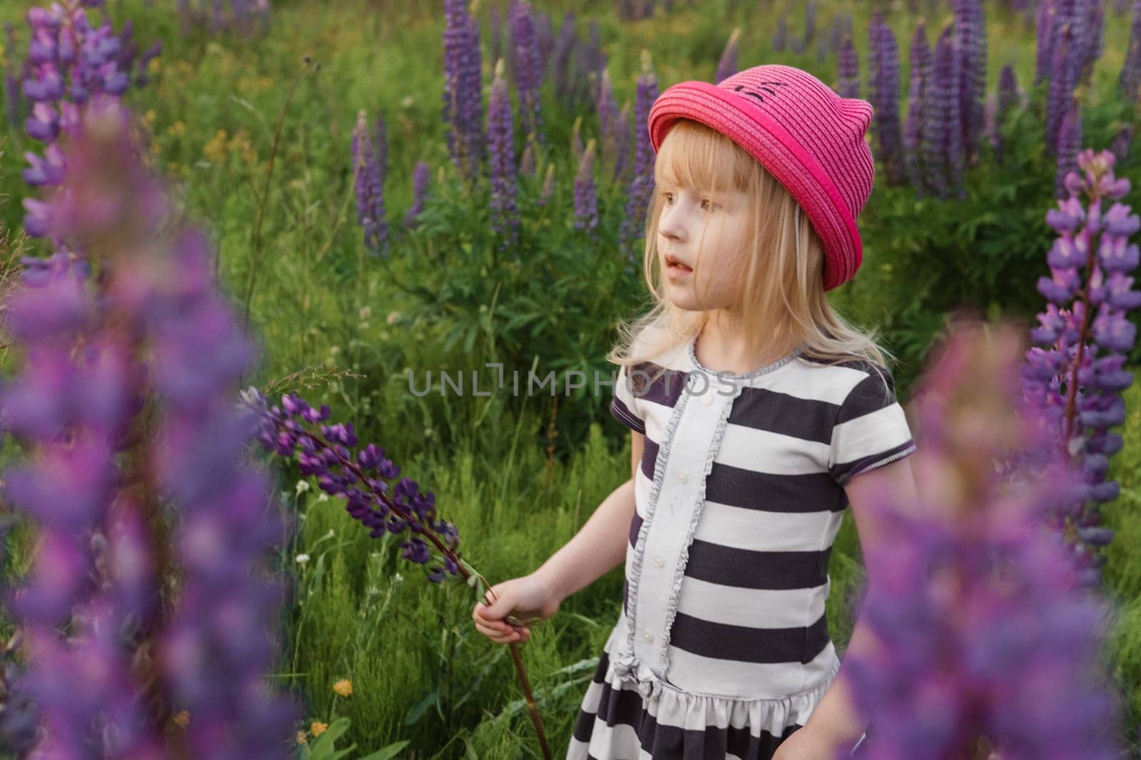 A blonde girl in a field with purple flowers. A little girl in a pink hat is picking flowers in a field. A field with lupines.