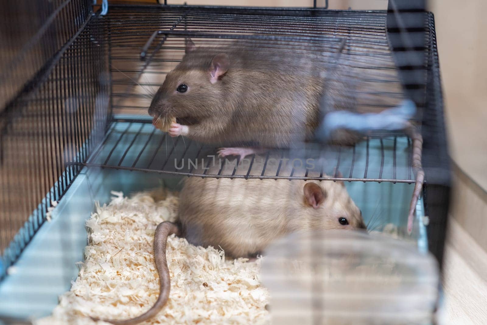 Domestic rat in a cage holds food with its paws and eats. by AnatoliiFoto