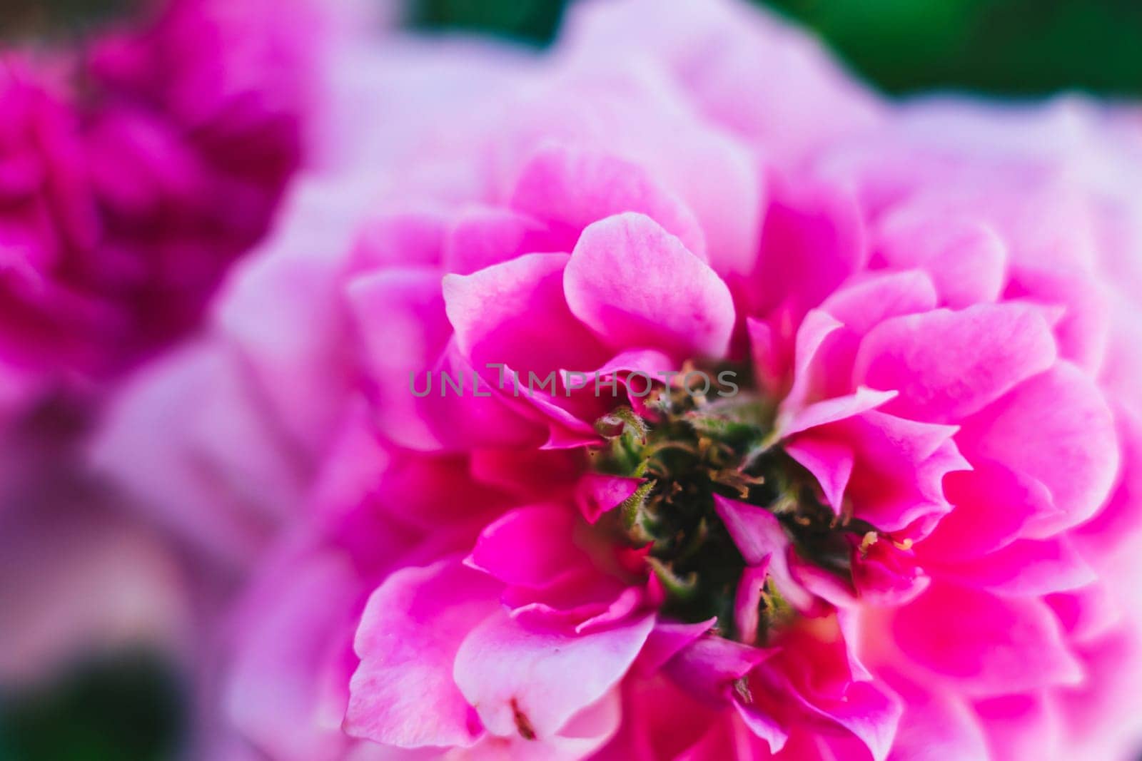 Close up open centre of bright pink rose. Natural beauty. Tenderness lightness joy happiness love.