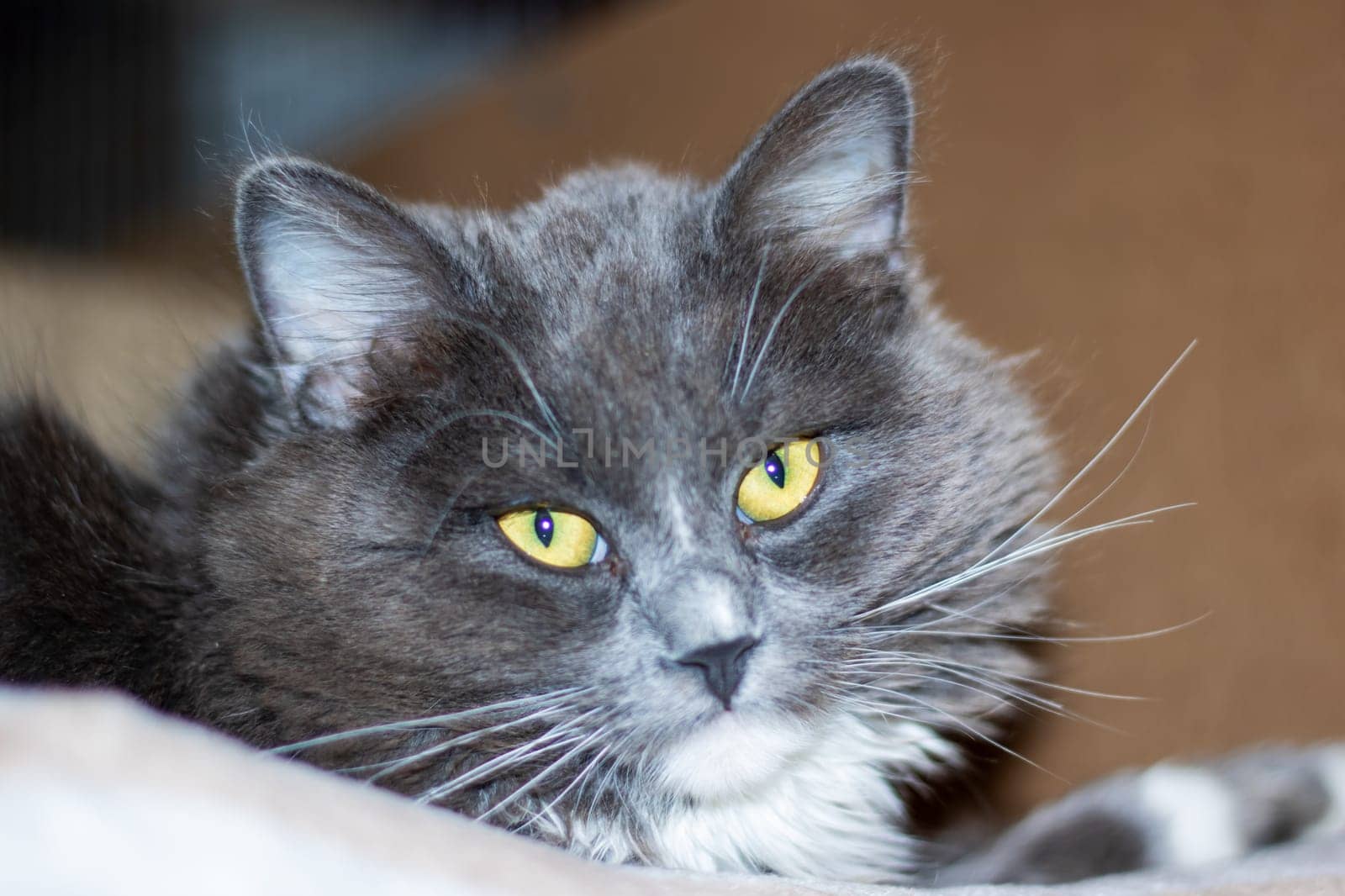 Playful gray shaggy cat at home close up