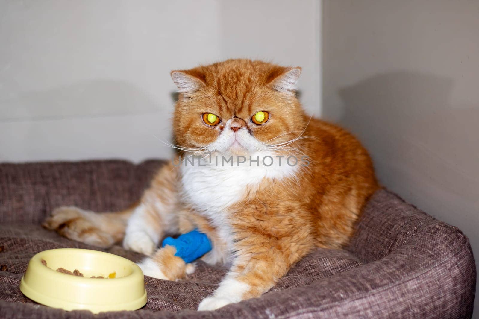 Ginger exotic cat with a catheter on his paw close up