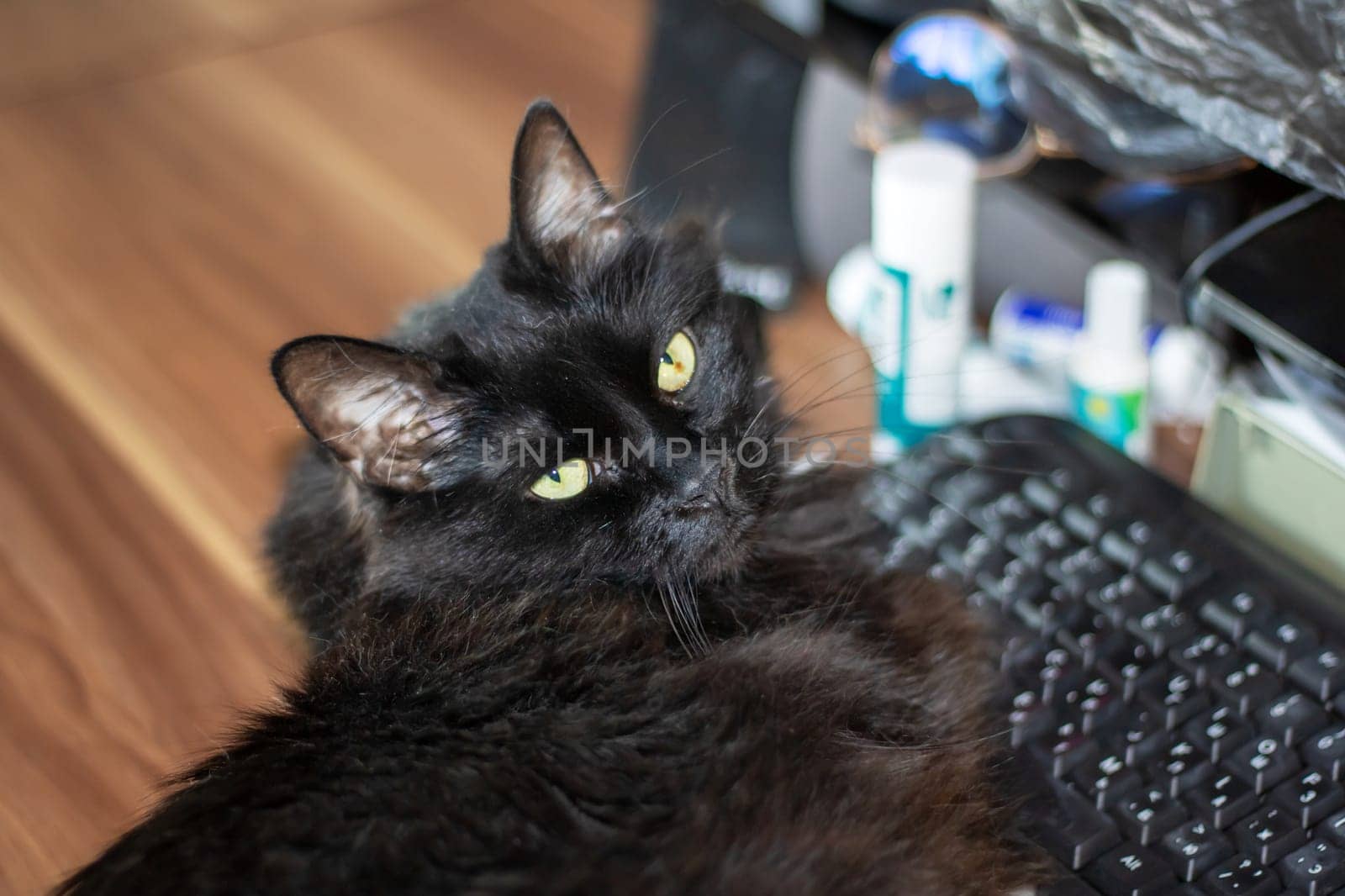 Black impudent cat lying on the keyboard close up