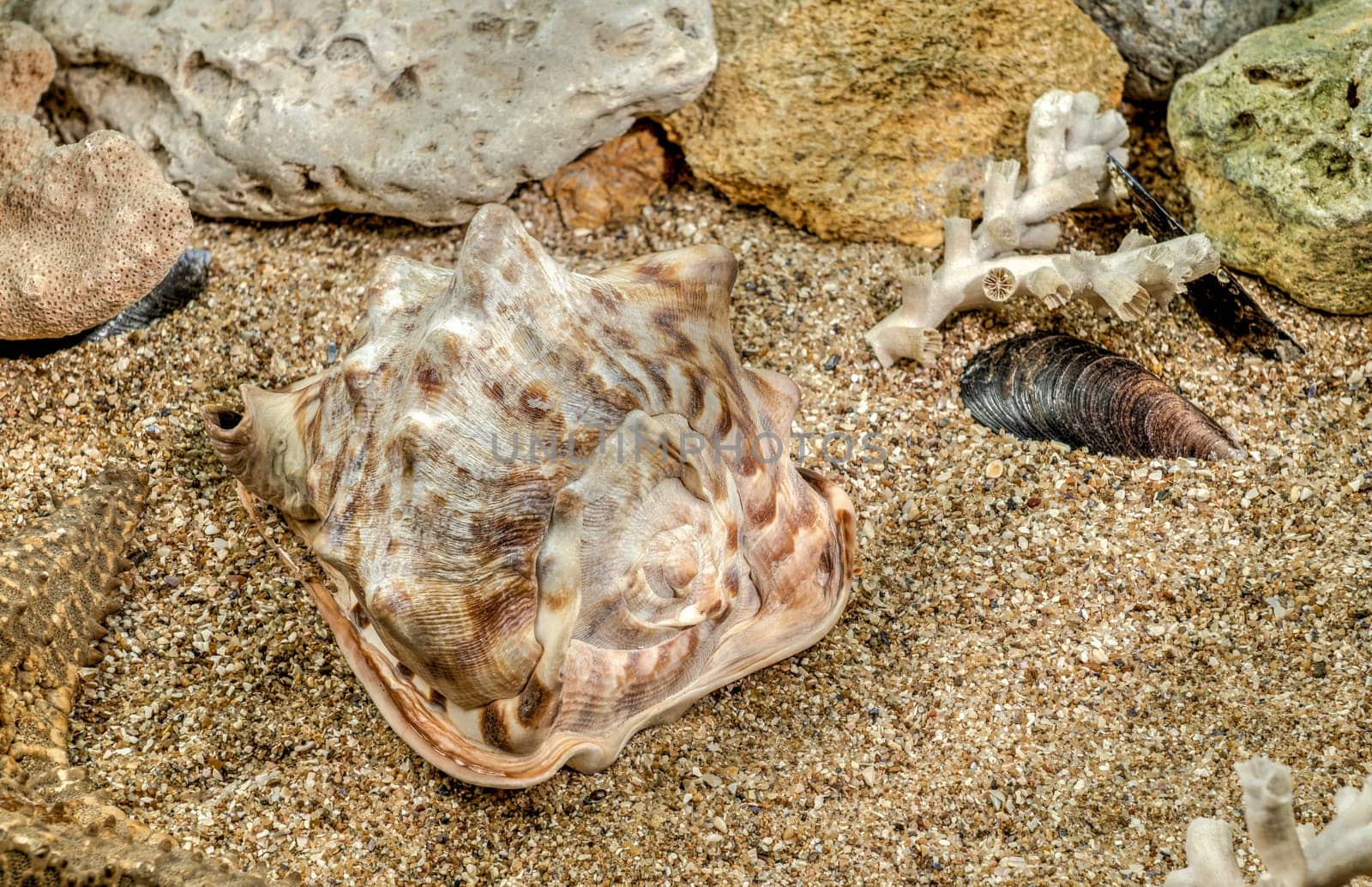Caribbean King Helmet sea snail shell Cassis Tuberosa on a sand underwater