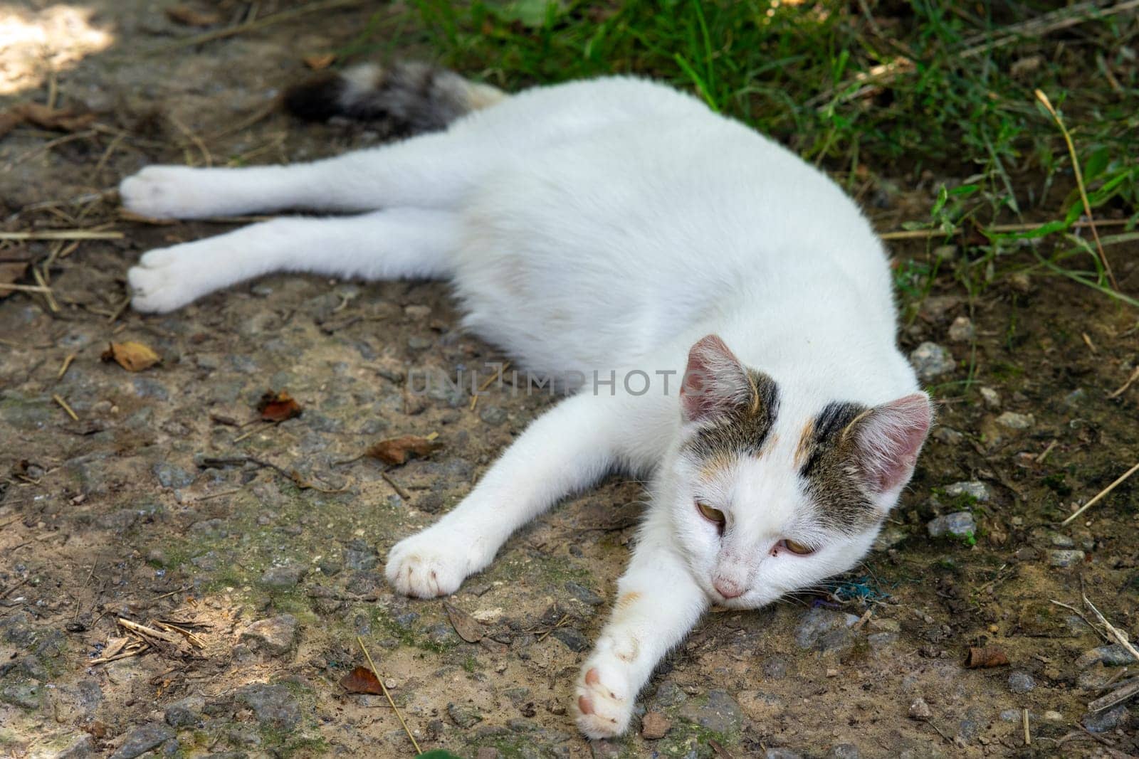 A domestic white cat rests in the shade by Serhii_Voroshchuk