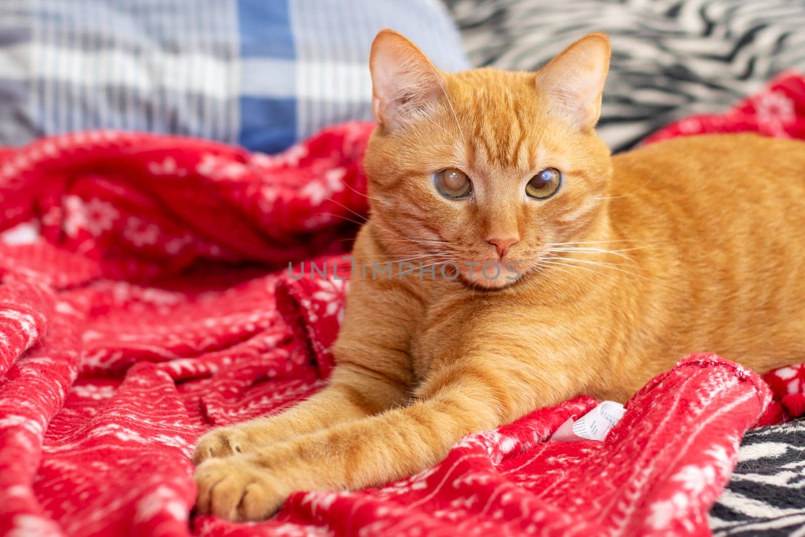 Cute ginger cat lying on the bed by Vera1703
