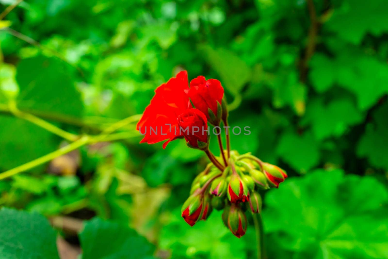 Red geranium flowers on green blurred background.