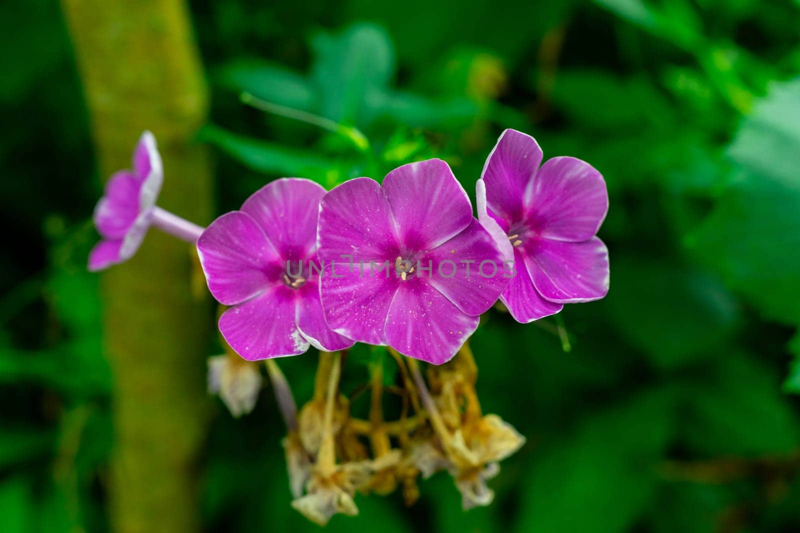 Purple phlox flowers on a green background by Serhii_Voroshchuk