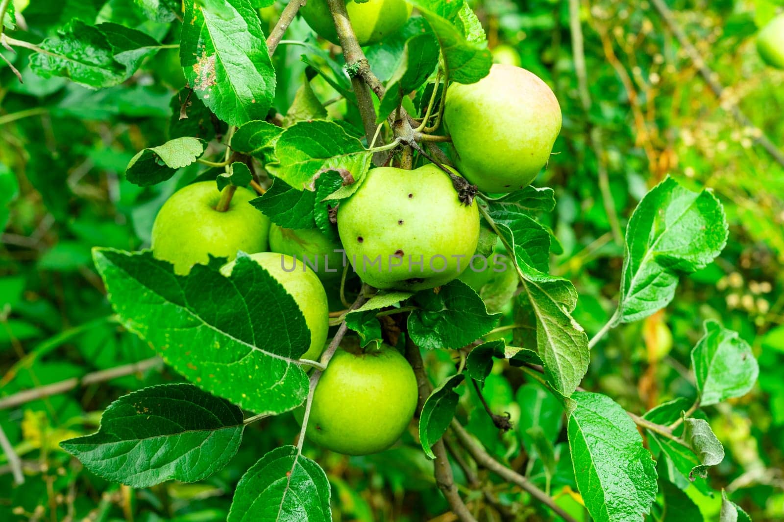 A branch of an apple tree with several green apples close-up by Serhii_Voroshchuk