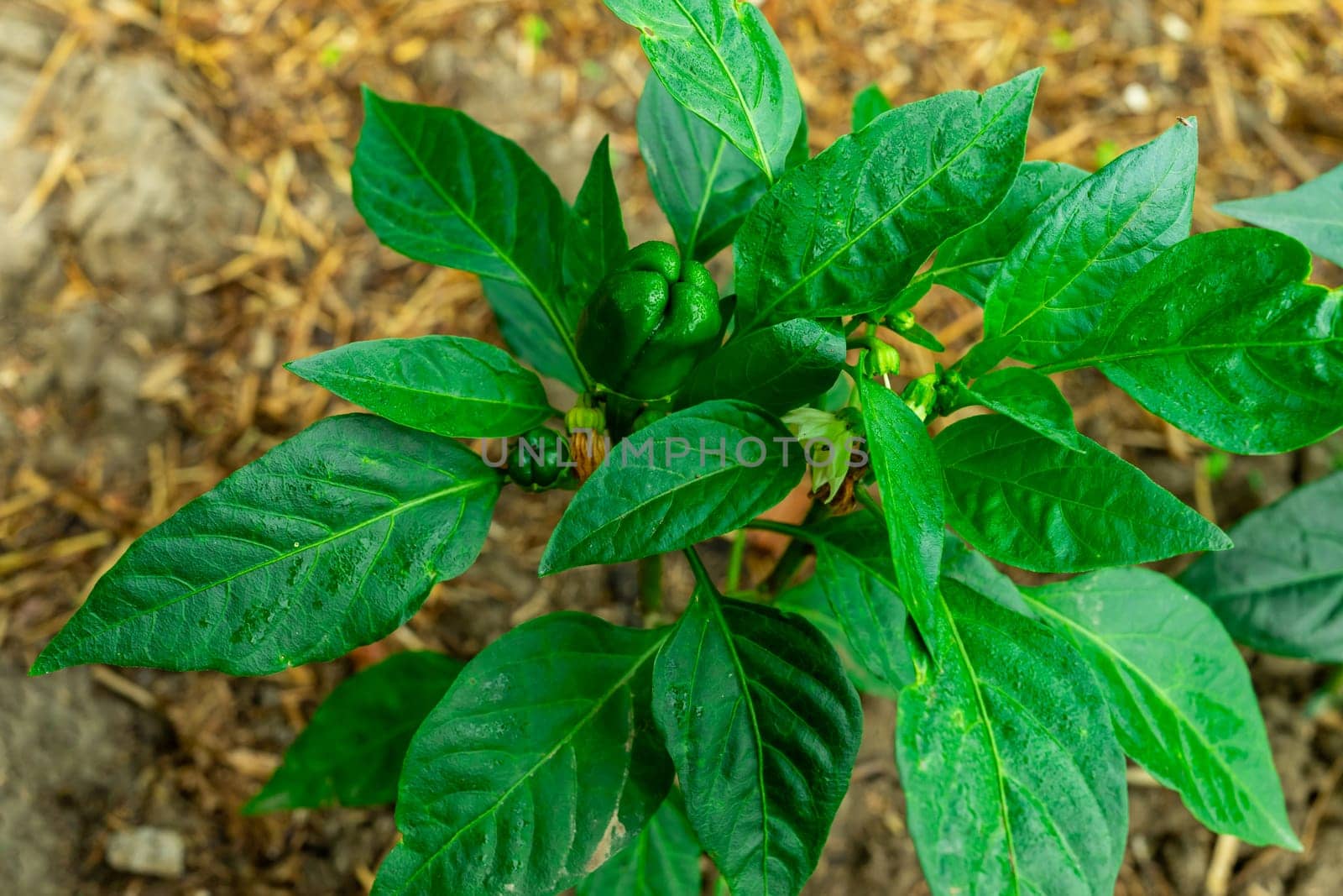 Pepper bush with small peppers close-up. Top view of a young pepper bush by Serhii_Voroshchuk