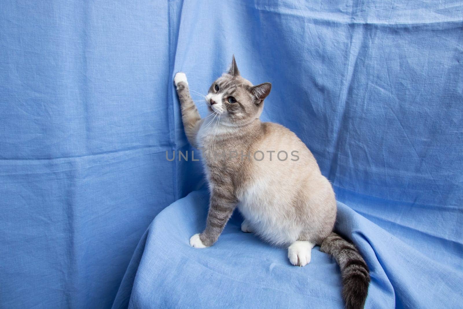 Gray cat with blue eyes portrait on blue background close up