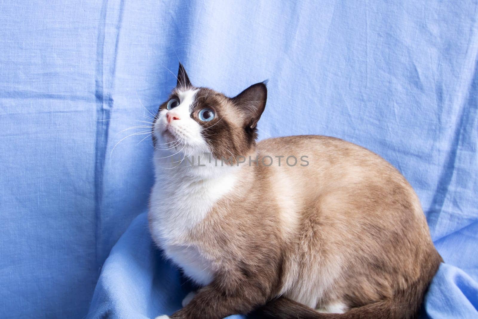 Gray cat with blue eyes portrait on blue background by Vera1703