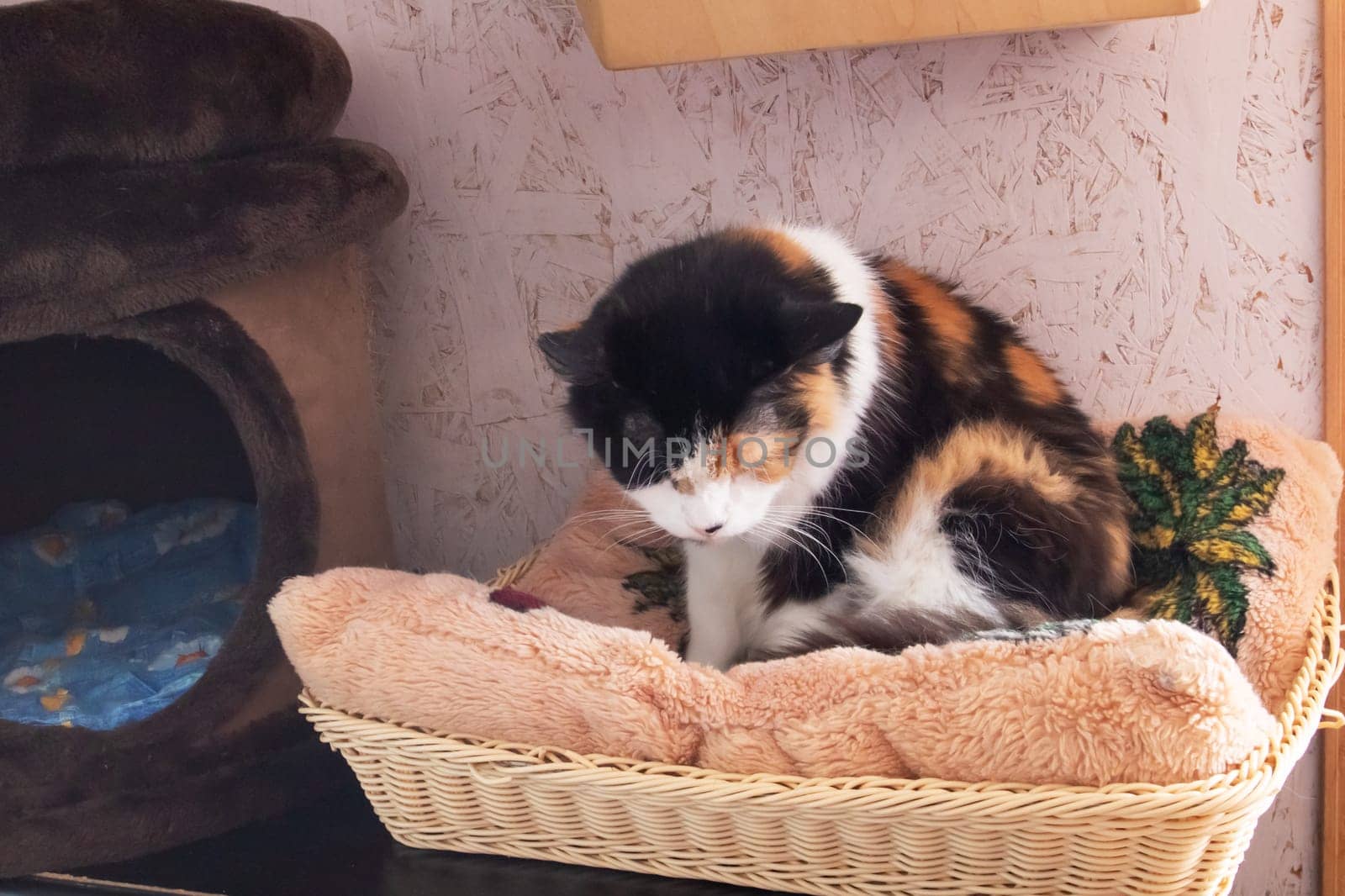 Funny tricolor cat at home, close up portrait