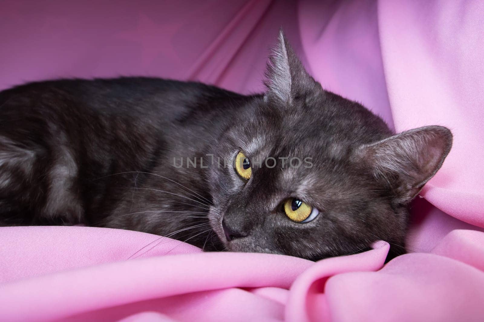 Gray cat with yellow eyes lying on pink background close up
